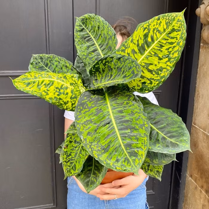  Hút tài vận: Cây cảnh môn trường sinh còn được coi là một cây có khả năng hút tài vận. Đặt cây môn trường sinh ở vị trí quan trọng trong nhà hoặc văn phòng có thể thu hút và giữ lại tài vận tốt. Ảnh minh họa i0.wp 