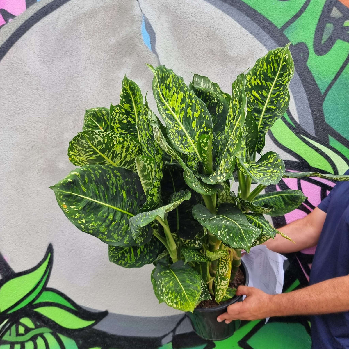 Đặc biệt đây là loại cây được cho là có khả năng mang lại sức khỏe tốt và may mắn cho người chủ. Việc chăm sóc và nuôi dưỡng cây cũng có thể mang lại cảm giác thư thái và niềm vui trong cuộc sống hàng ngày. Ảnh minh họa thepotdealer