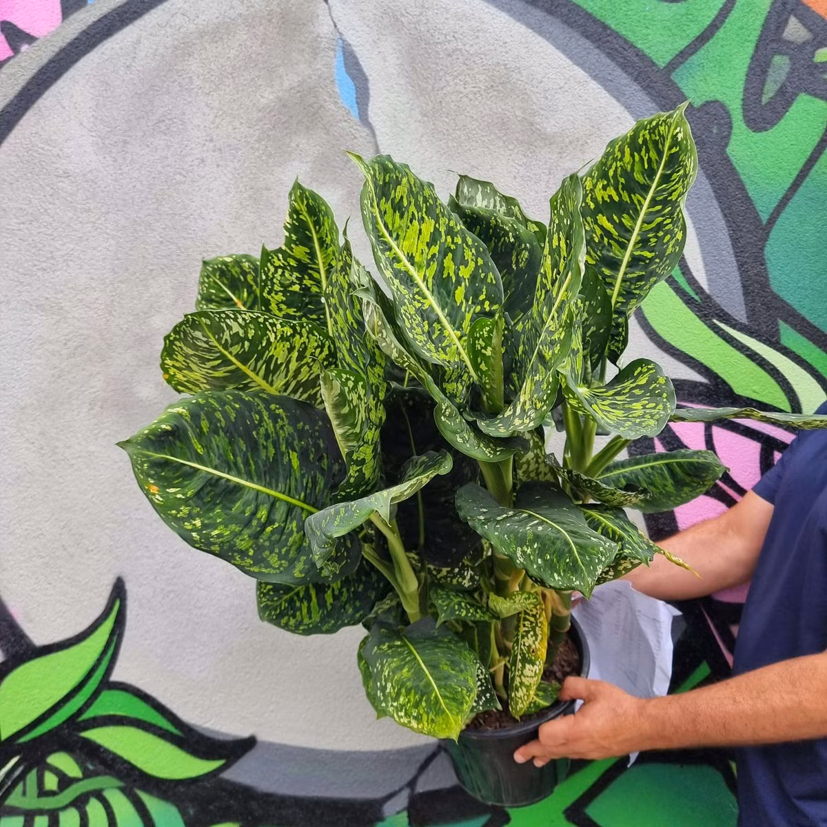 Đặc biệt đây là loại cây được cho là có khả năng mang lại sức khỏe tốt và may mắn cho người chủ. Việc chăm sóc và nuôi dưỡng cây cũng có thể mang lại cảm giác thư thái và niềm vui trong cuộc sống hàng ngày. Ảnh minh họa thepotdealer