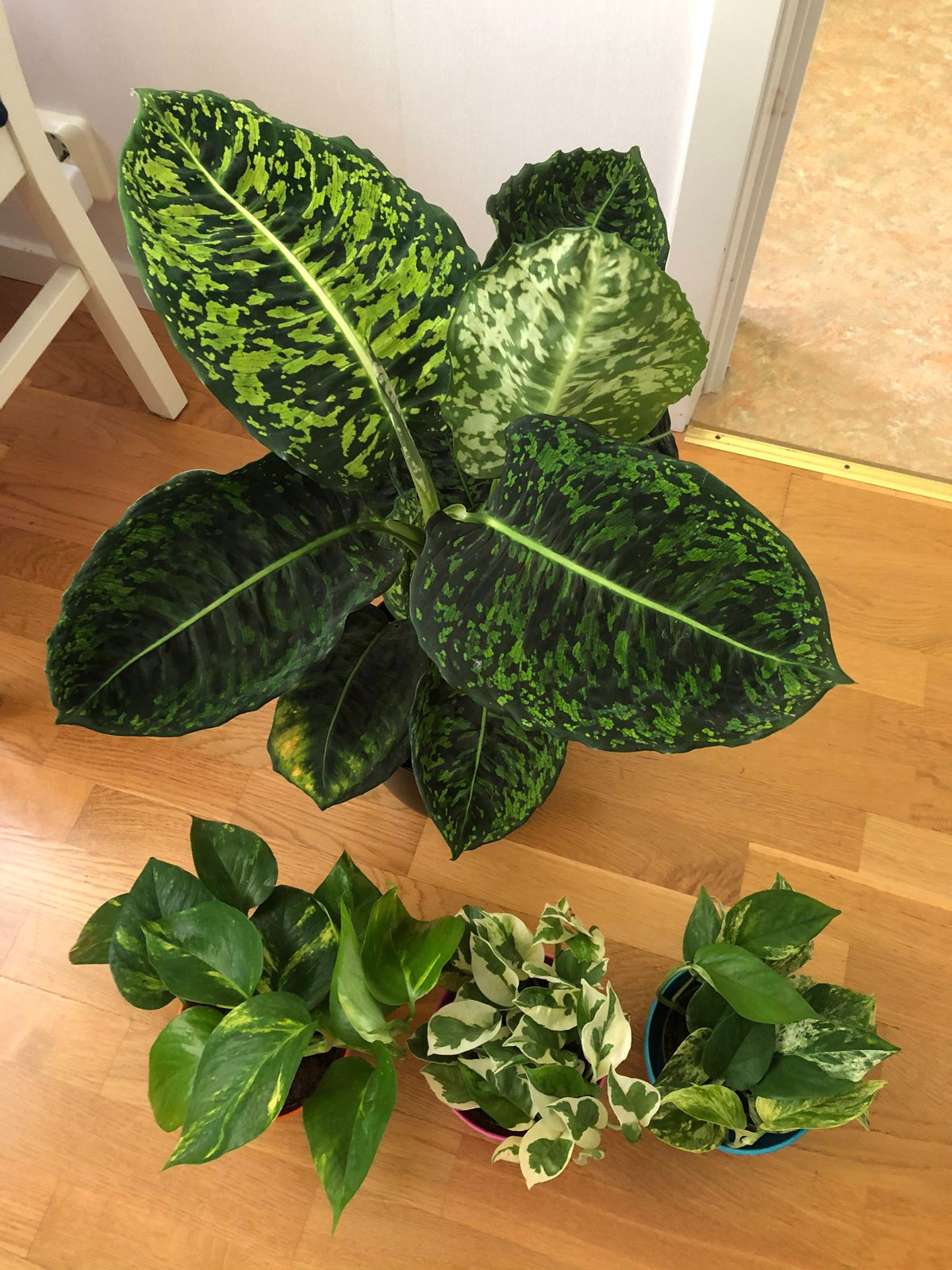  Trấn trạch và ngăn chặn xui xẻo: Loài cây này cũng được xem như một biện pháp trấn trạch, giúp xua đuổi xui xẻo và các luồng khí xấu vào nhà. Theo quan niệm phong thủy, cây môn trường sinh có khả năng hóa giải năng lượng xấu và tạo ra một không gian an lành, bình yên. Ảnh minh họa reddit 