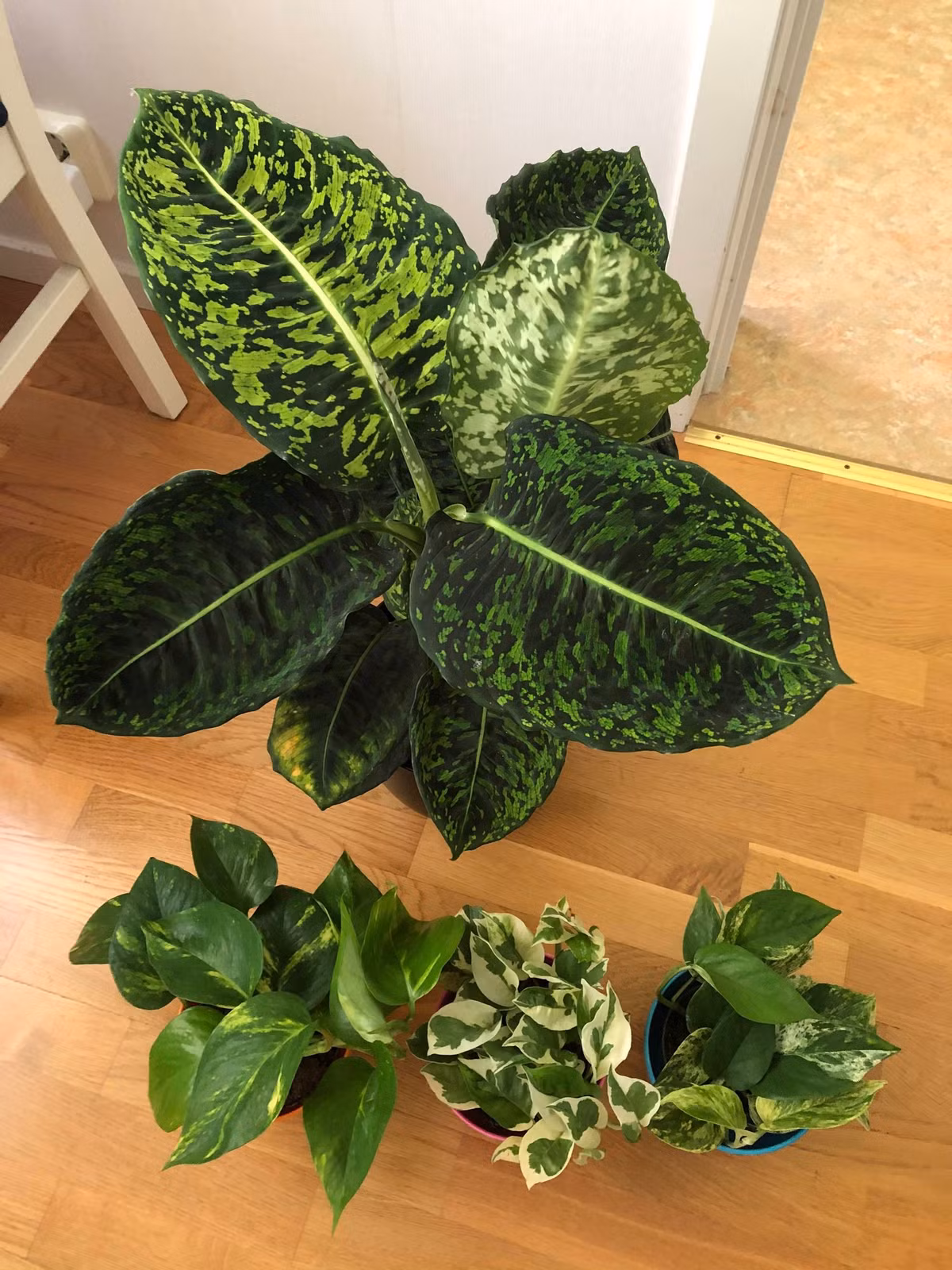  Trấn trạch và ngăn chặn xui xẻo: Loài cây này cũng được xem như một biện pháp trấn trạch, giúp xua đuổi xui xẻo và các luồng khí xấu vào nhà. Theo quan niệm phong thủy, cây môn trường sinh có khả năng hóa giải năng lượng xấu và tạo ra một không gian an lành, bình yên. Ảnh minh họa reddit 