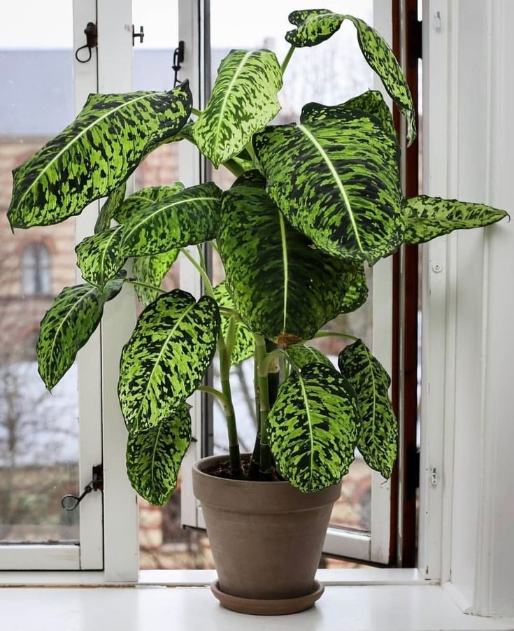 Lưu ý là các loài cây môn trường sinh Dieffenbachia có thể tiết các chất Raphides để chống lại các loài động vật ăn lá.