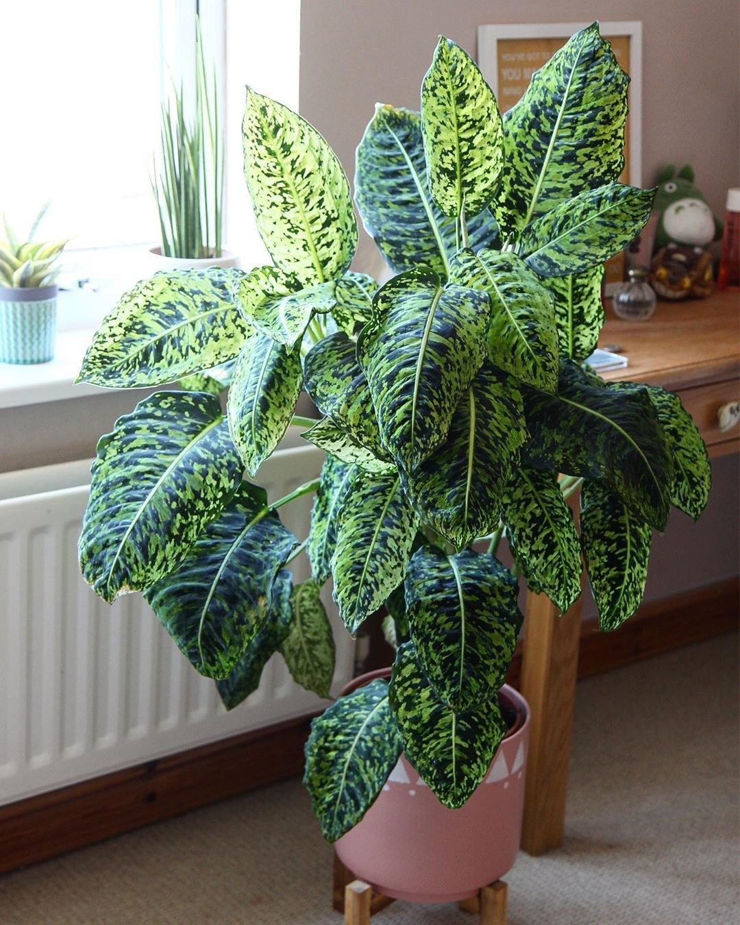  Tăng cường năng lượng dương: Cây cảnh môn trường sinh được cho là có khả năng tăng cường năng lượng dương. Đặt cây trong không gian làm việc hoặc phòng ngủ có thể giúp tăng cường sự lạc quan, năng động và sự sáng suốt. 