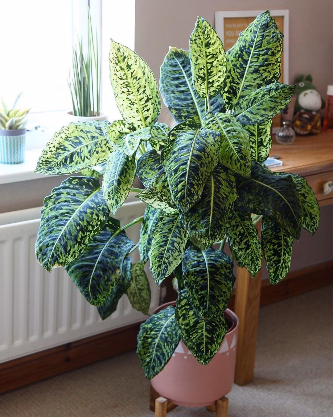  Tăng cường năng lượng dương: Cây cảnh môn trường sinh được cho là có khả năng tăng cường năng lượng dương. Đặt cây trong không gian làm việc hoặc phòng ngủ có thể giúp tăng cường sự lạc quan, năng động và sự sáng suốt. 