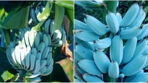 Giong chuoi xanh biec ki la tuong san pham cua photoshop-Hinh-3