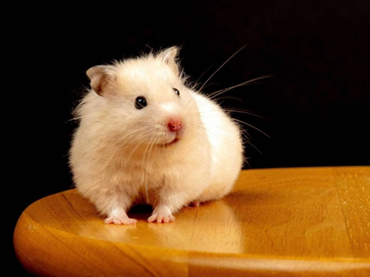 Về phương diện tình cảm, người độc thân tuổi Tý có cơ hội gặp gỡ và làm quen với nhiều người mới trong tuần này. Bạn có thể tìm thấy người có cùng sở thích, thậm chí là một mối quan hệ tiềm năng từ những lần gặp gỡ tình cờ.