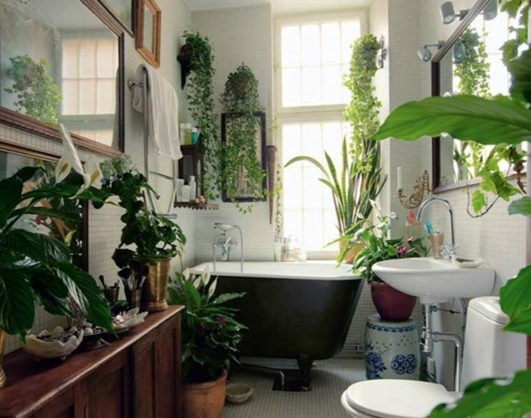 Những nhà tắm kết hợp với bồn vệ sinh sẽ sinh ra nhiều mùi hôi và vi khuẩn. Trong trường hợp chúng ta không sử dụng chất tẩy rửa nhiều, thì cây trồng trong nhà tắm nên là loại có thể thanh lọc không khí, khử được mùi hôi.
