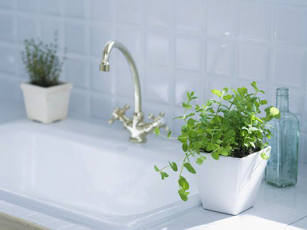 Ngoài ra, loại cây này còn có tác dụng đuổi muỗi và một số côn trùng khác. Tỉ lệ sống của cây rất cao, có thể sinh trưởng được trong môi trường như phòng tắm. Nhiều người quan niệm, cây bạc hà mang lại sự phát triển, giữ tiền cho gia chủ. 