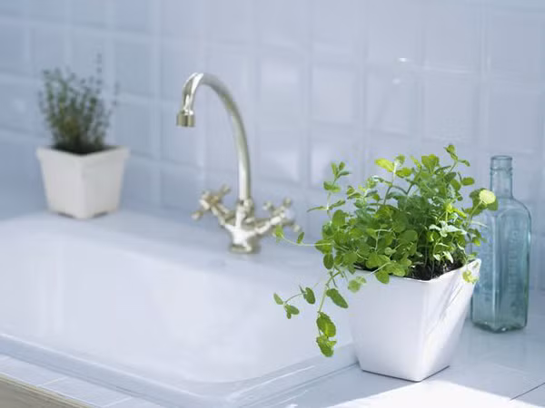 Ngoài ra, loại cây này còn có tác dụng đuổi muỗi và một số côn trùng khác. Tỉ lệ sống của cây rất cao, có thể sinh trưởng được trong môi trường như phòng tắm. Nhiều người quan niệm, cây bạc hà mang lại sự phát triển, giữ tiền cho gia chủ. 