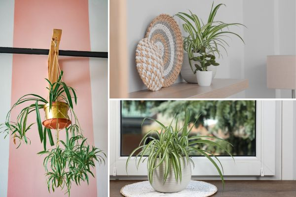 Trang trí cây Dây Nhện trong nhà tắm vừa tạo không gian trong lành, dễ chịu mà còn mang vẻ đẹp thẩm mỹ rất cao. Thêm vào đó, cây dây nhện còn có ý nghĩa phong thủy về sự phát triển, thịnh vượng trong gia đình.