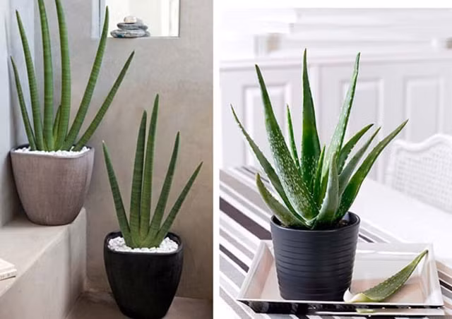 Khi trồng cây trong nhà tắm, bạn không phải lo sợ cây sẽ dễ chết vì đây là loại cây có sức sống mạnh mẽ. Về phong thủy cây nha đam mang đến sự bình yên cho gia chủ. Bạn có thể đặt chậu cây nha đam bên cạnh cửa sổ. Nếu phòng tắm nhà bạn thiếu ánh sáng thì cách 3-5 ngày cho cây ra nắng là ổn. 