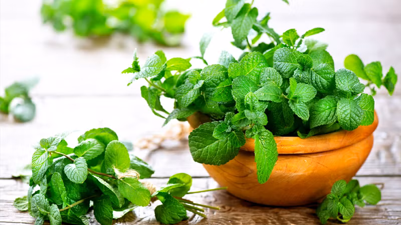 Bạc hà là loại cây được nhiều người ưa chuộng. Người ta thường sử dụng tinh dầu bạc hà để đốt lấy hương thơm trong phòng ngủ hoặc phòng tắm vì mùi hương tạo sự sảng khoái. Thay vì sử dụng tinh dầu, bạn cũng có thể trồng một cây bạc hà ngay trong phòng tắm để khử mùi.