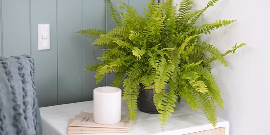 Ngoài ra, những chậu cây đặt trên bệ hay treo lên cao sẽ làm không gian thêm mới mẻ, tươi mới hơn. Dương xỉ ưa bóng râm nên sẽ sinh trưởng rất tốt trong điều kiện thiếu ánh sáng như nhà tắm.