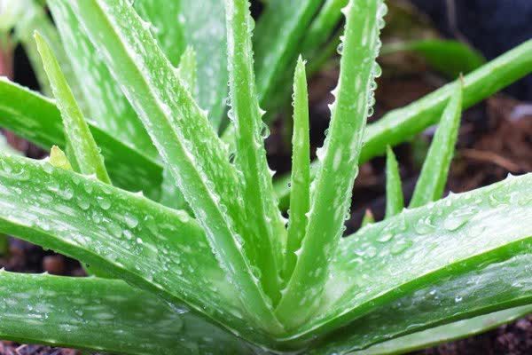 Cây Lô hội dân gian còn gọi là cây Nha Đam. Đây là loại cây để trong nhà tắm phổ biến. Cây có tác dụng làm đẹp, làm nước uống giải khát, chế biến món chè thanh mát cơ thể mà còn có thể thanh lọc không khí rất tốt.