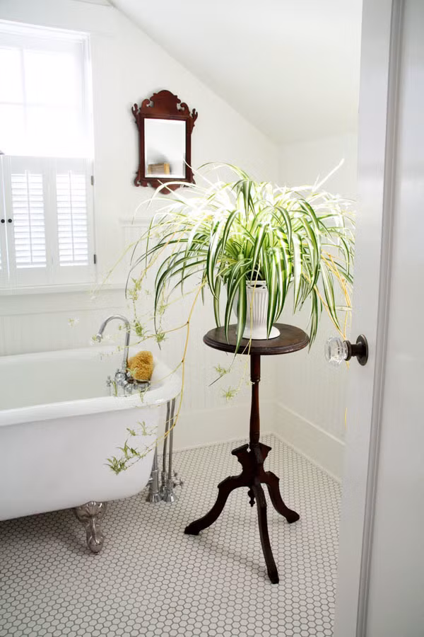 Cây dây nhện còn được gọi là “máy lọc không khí” vì nó có khả năng thanh lọc khí hại khá tốt. Cây có thể hấp thụ rất tốt những khí hại như carbon dioxide và các chất ô nhiễm thông thường như xylen và benzen. Cây lớn lá mềm, sẽ rủ xuống khá tự nhiên, có thể cuốn thành vòng tròn, tạo hình trang trí.