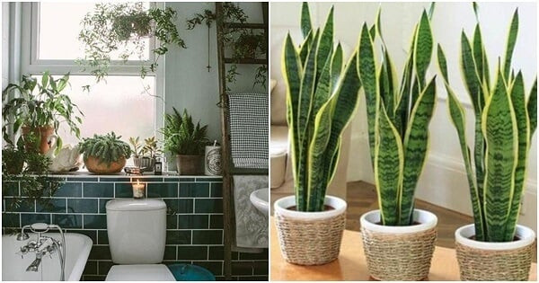 Cây lưỡi hổ là sự lựa chọn lý tưởng cho nhà tắm. Theo tâm linh thì đây là loại cây này có tác dụng trừ tà, xua đuổi ma quỷ, bùa chú và những điều xui xẻo. Lá cây thường mọc thẳng tượng trưng cho sự quyết đoán, mạnh mẽ ý chí tiến lên cũng như sự kiên cường.