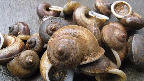  Ốc núi Bà Đen hay còn gọi là ốc xu núi Bà, ốc Nàng Hai (danh pháp khoa học: Cyclophorus saturnus) là một loài ốc cạn thuộc chi Cyclophorus sinh sống ở núi Bà Đen thuộc Tây Ninh, đây là loài đặc hữu của vùng núi Bà Đen.