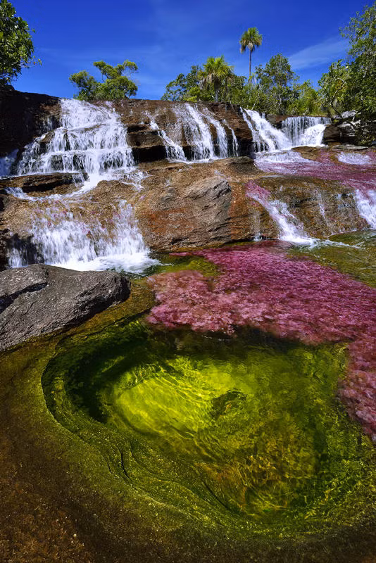 Mỗi năm vài tuần trong năm, cụ thể là vào giữa mùa mưa và mùa khô - thời điểm các loài tảo sinh sôi nảy nở mạnh mẽ, dòng sông Cano Cristales như bùng nổ những sắc màu rực rỡ. Trong ảnh, Cano Cristales được nhuộm trong sắc xanh và hồng đào tuyệt đẹp tự như dòng sông chảy tới từ thiên đường.