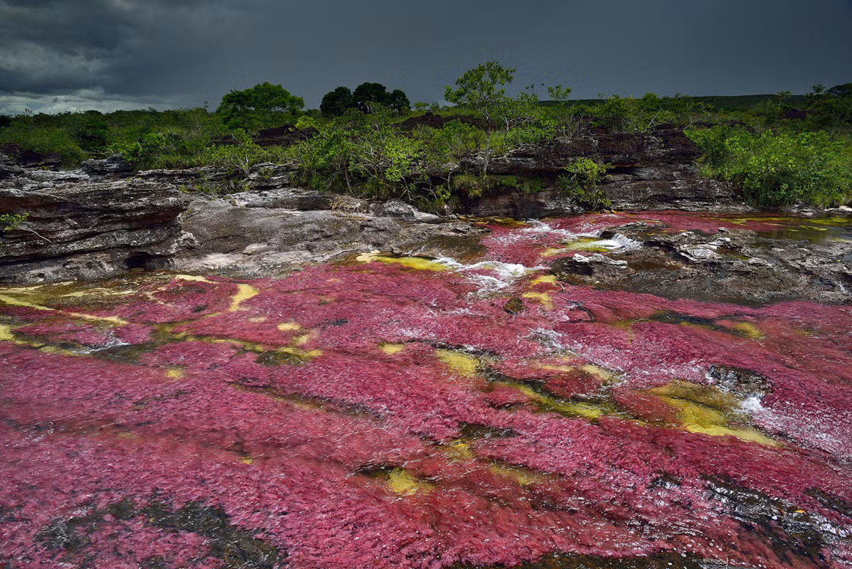 Đây là con sông mang tính năng sinh học độc đáo, được bao phủ bởi những loại tảo đầy màu sắc. Trong chùm ảnh của nhiếp ảnh gia nổi tiếng Olivier Grunewald, dòng sông Cano Cristales trông như tấm lụa đào mềm mại nhờ lớp tảo hồng rực rỡ.