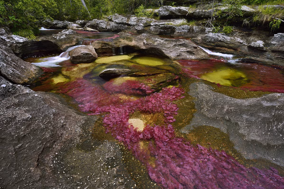 Thời khắc chuyển giao giữa mùa mưa và mùa khô, loài tảo mọc có tên macarenia màu xanh lá mọc dưới lòng sông chuyển sang màu hồng đào, cam vàng và nâu sậm. Những màu sắc này nổi bật trên nền vàng của cát dưới lòng sông, màu xanh của rêu, của cây cối và bầu trời cũng như những mảng tối từ những hốc đá, từ đó, Cano Cristales được mệnh danh là “dòng sông cầu vồng” hay "dòng sông ngũ sắc".