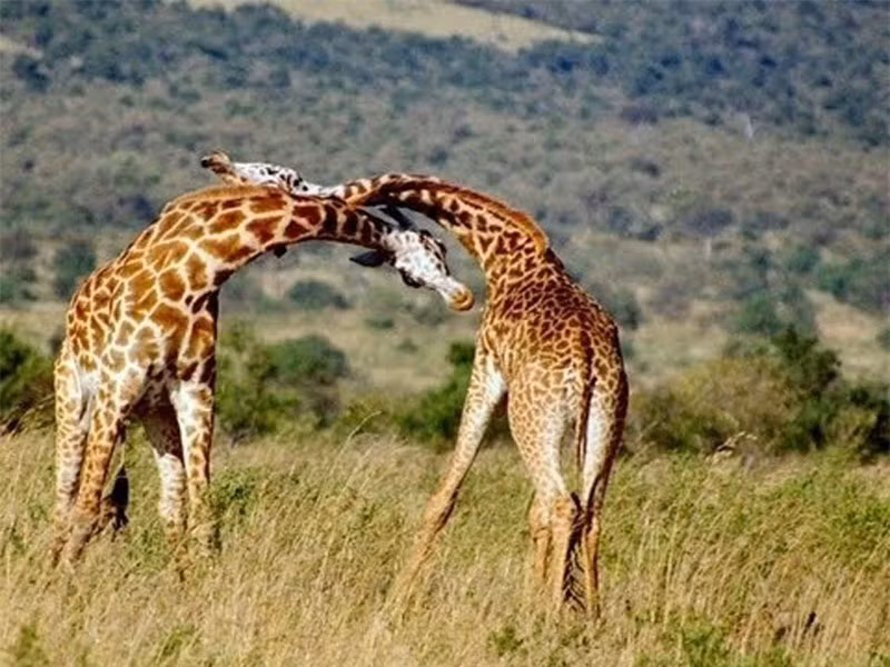 Video: Hươu cao cổ tử chiến giành quyền giao phối Video: Huou cao co tu chien gianh quyen giao phoi