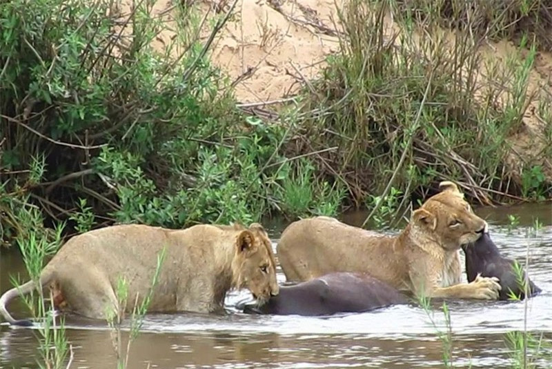 Video: Su tu dung so doan de san giet trau rung