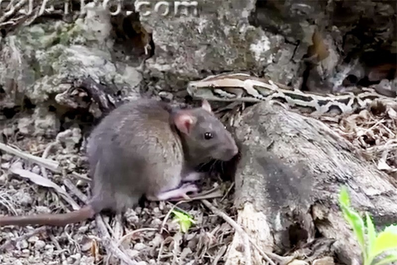 Video: Nhung man san moi chop nhoang cua loai tran