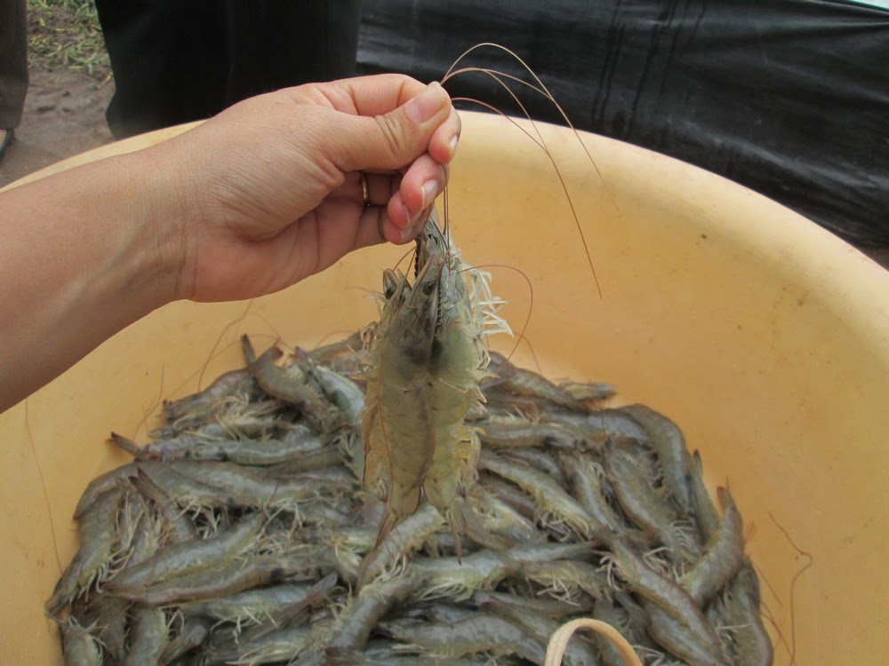 Chan nuoi thuy san, heo, ga cung roi vao the bi