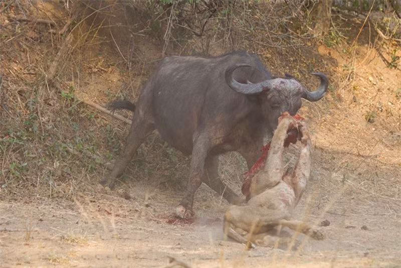 Video: Những pha săn mồi tàn khốc nhất năm của các loài mèo lớn Video: Nhung pha san moi tan khoc nhat nam cua cac loai meo lon