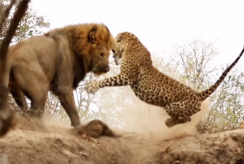 Video: Bao dom suyt chet truoc nanh vuot su tu