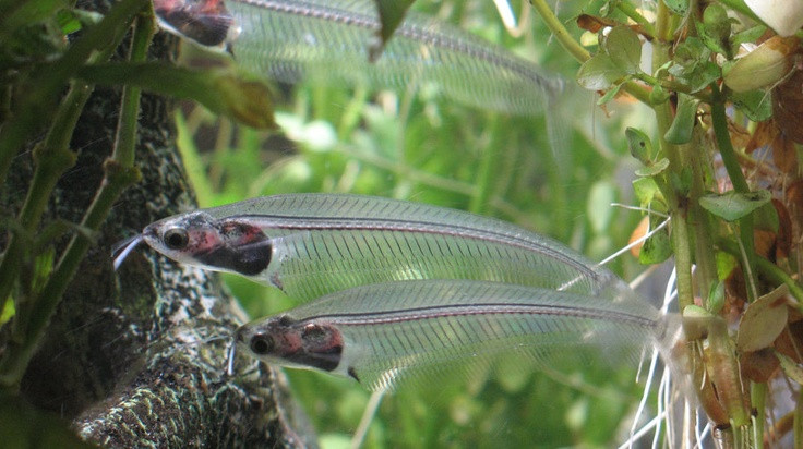 Xuất xứ từ các hồ nước ở Malaysia và Indonesia, cá thủy tinh (Kryptopterus bicirrhis) là một trong các loài cá kỳ lạ nhất thế giới.