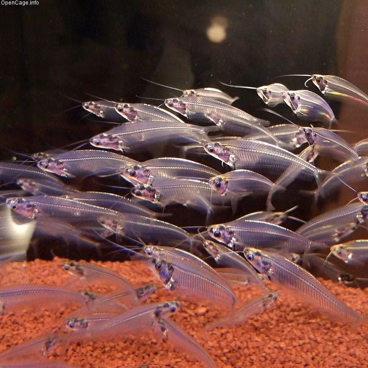 Tuy vậy, cá thủy tinh có cách sinh tồn rất độc đáo: Chúng họp lại với nhau thành từng đàn nhỏ, cơ thể trong suốt của từng con hòa lẫn vào trong đàn.