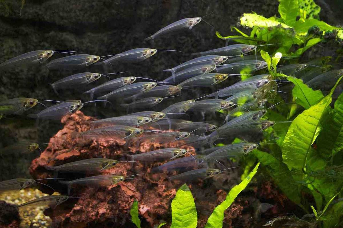 Do vẻ ngoài độc lạ, cá thủy tinh đã trở thành một loài cá cảnh được ưa chuộng trên toàn thế giới.