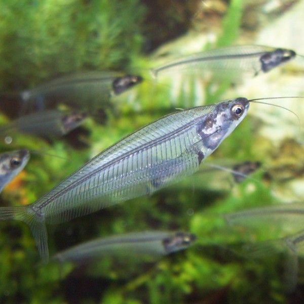 Đây là một loài cá mỏng manh và yếu đuối, không có màu sắc ngụy trang hoặc các năng lực tự vệ để khiến kẻ săn mồi phải dè chừng.