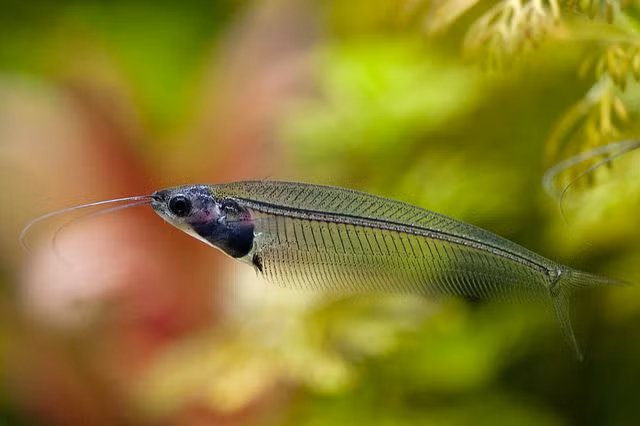 Các cá thể trưởng thành của loài cá này dài 12-15 cm, chúng có cơ thể gần như trong suốt, thấy rõ xương và các nội tạng bên trong.