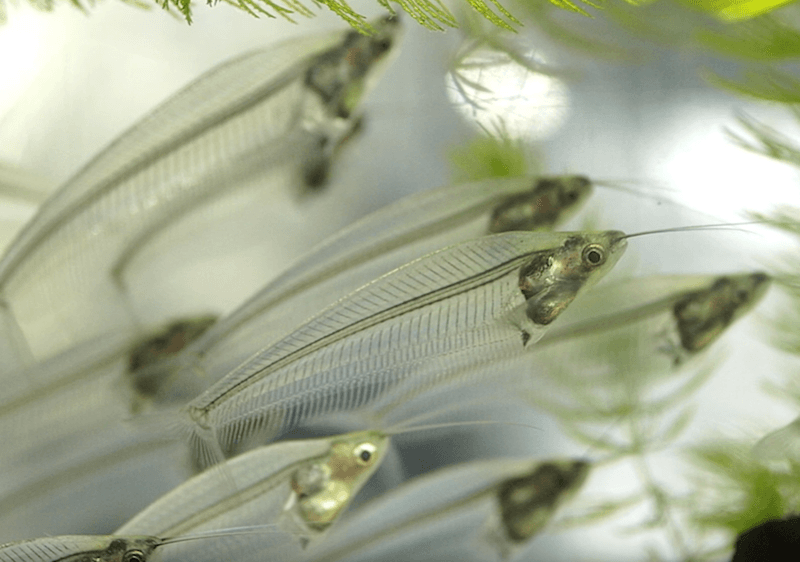 Thức ăn của cá thủy tinh là những động vật không xương sống nhỏ dưới nước như bọ nước, ấu trùng... Chúng chấp nhận thức ăn dạng hạt trong điều kiện nuôi nhốt.