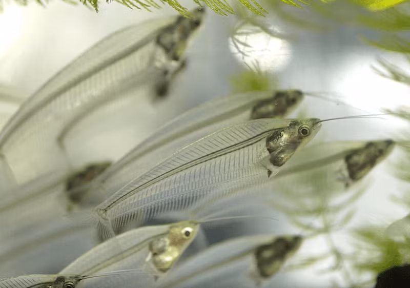 Thức ăn của cá thủy tinh là những động vật không xương sống nhỏ dưới nước như bọ nước, ấu trùng... Chúng chấp nhận thức ăn dạng hạt trong điều kiện nuôi nhốt.