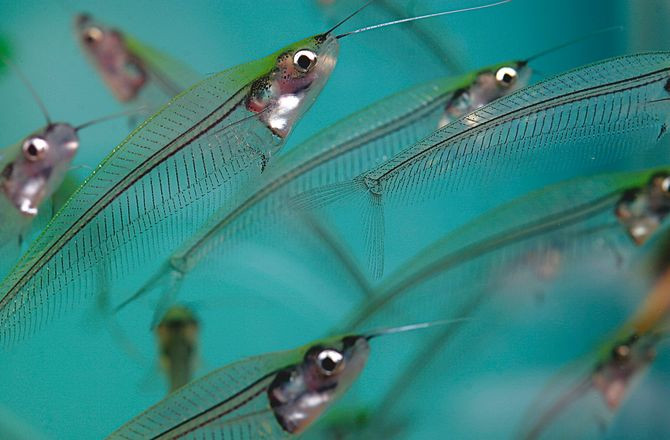 Cá thủy tinh được đánh giá là một loài cá cảnh khá khó nuôi.