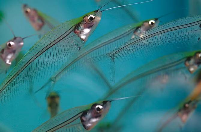 Cá thủy tinh được đánh giá là một loài cá cảnh khá khó nuôi.