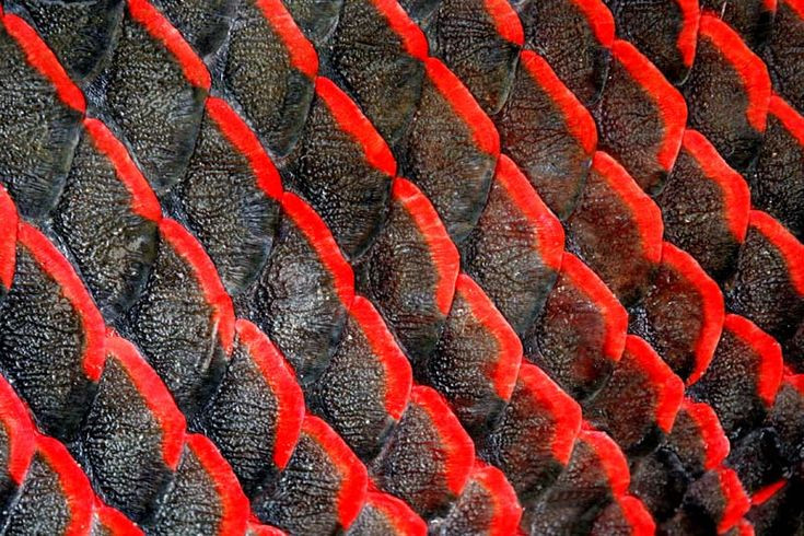 Nếu chọn đúng giống và chăm sóc đúng cách, cá hải tượng sẽ lên màu đỏ rất đẹp.