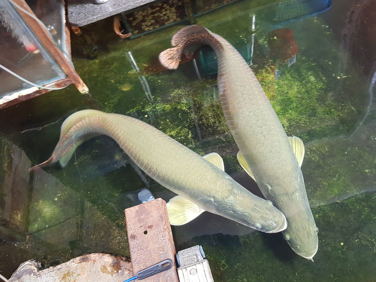 Những năm gần đây, loài cá này đã được du nhập vào Việt Nam qua nhiều con đường khác nhau, được nuôi tại một số trang trại ở các tỉnh miền Nam.