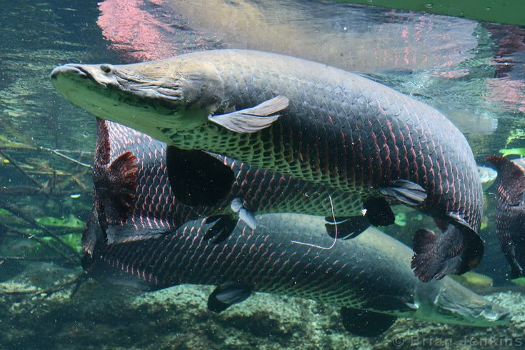 Dù kích thước lớn nhưng thịt của loài cá này dở tệ. Chúng được nuôi chủ yếu để làm cảnh vì ngoại hình ấn tượng của mình.