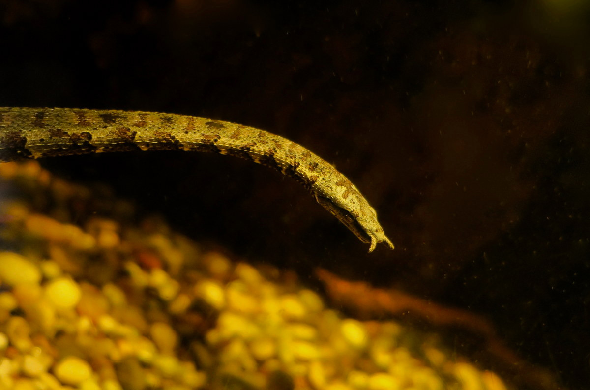 Đây là một loài rắn khá nhỏ, con trưởng thành dài 60 đến 100 cm, có màu nâu hoặc xám. Trước kia chúng được xếp vào họ Rắn nước (Colubridae) nhưng gần đây lại được đưa sang họ Rắn ri (Homalopsidae). Ảnh: BioLib.