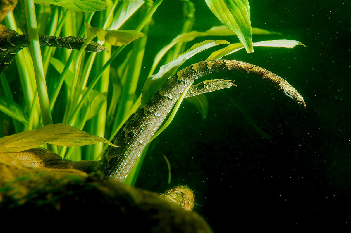 Tại Việt Nam, rắn râu xuất hiện tại các vùng ngập nước có nhiều cá ở các tỉnh Bình Dương, Bình Phước, Tây Ninh, Long An, Kiên Giang. Chúng được ghi nhận trong cả môi trường nước ngọt và nước mặn. Ảnh: Real Monstrosities.