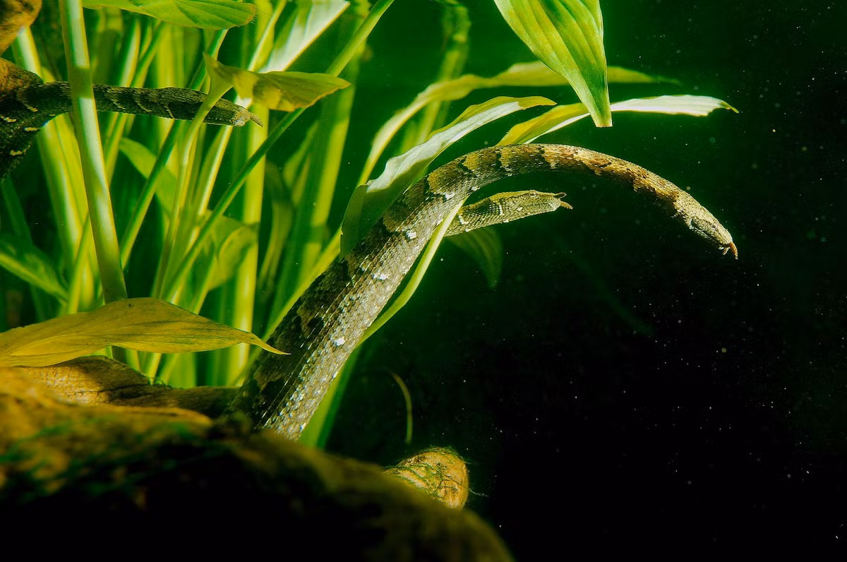 Tại Việt Nam, rắn râu xuất hiện tại các vùng ngập nước có nhiều cá ở các tỉnh Bình Dương, Bình Phước, Tây Ninh, Long An, Kiên Giang. Chúng được ghi nhận trong cả môi trường nước ngọt và nước mặn. Ảnh: Real Monstrosities.