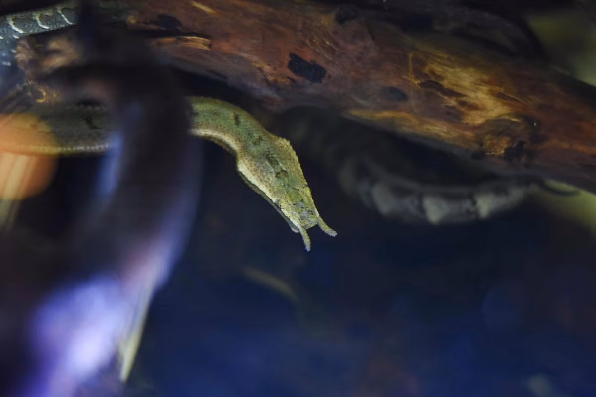 Một số nhân chứng cho biết họ rơi vào trạng thái buồn ngủ trong nhiều giờ sau khi bị rắn râu cắn, ngoài ra không có triệu chứng đáng ngại nào. Ảnh: AZ Animals.