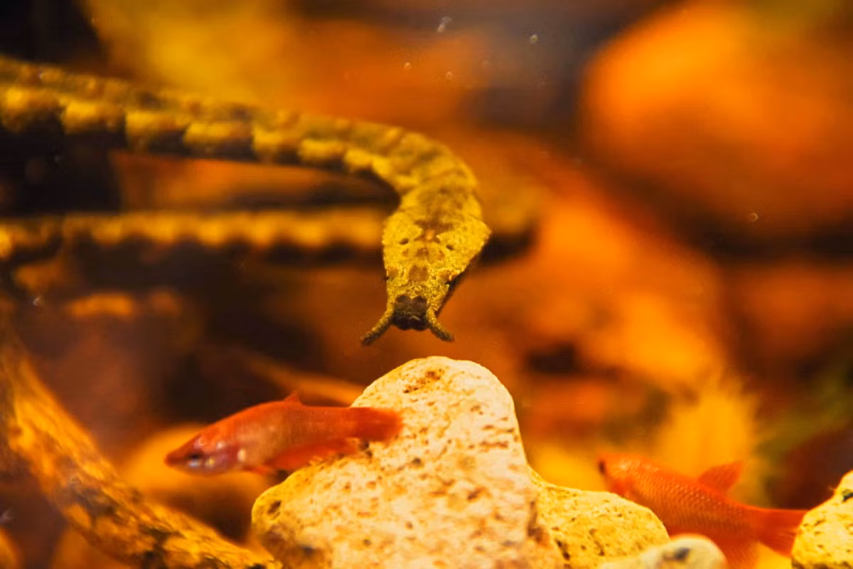 Rắn râu sử dụng cặp "râu" này như một loại mồi nhử thu hút các loài cá đến gần. Giống như một người câu cá, chúng chỉ việc bất động một chỗ, chờ những chú cá ngờ nghệch tự bơi đến trước mặt để nạp mạng. Ảnh: AZ Animals.