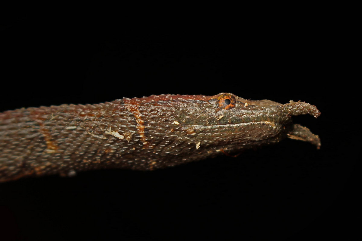 Số lượng của chúng trong tự nhiên còn khá dồi dào. Tuy nhiên gần đây việc bị đánh bắt và buôn bán bừa bãi khiến rắn râu có nguy cơ bị đe dọa đến số lượng cá thể loài. Ảnh: AZ Animals.