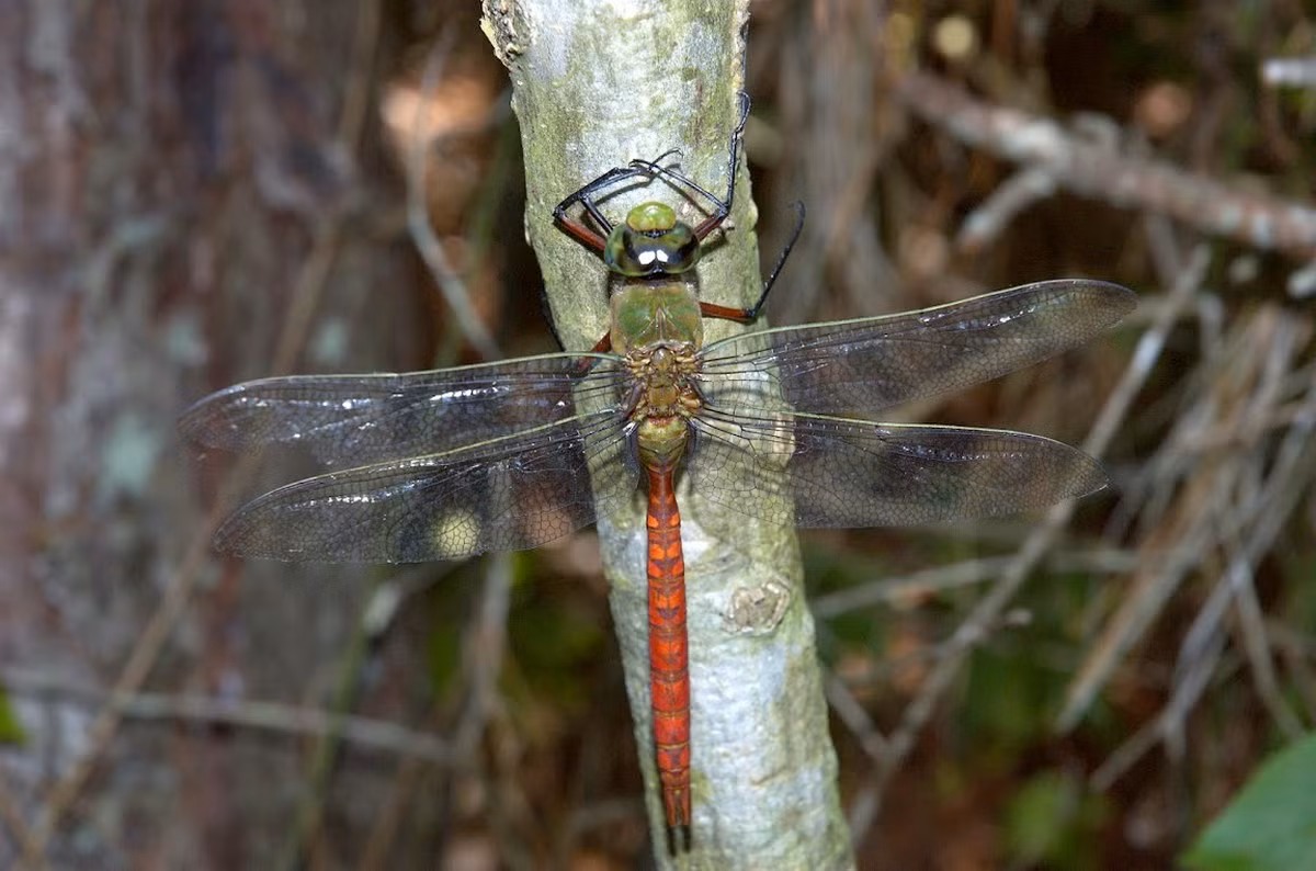 Chuồn chuồn vua đuôi đỏ (Anax longipes) dài 15 cm, phân bố ở Mỹ, Trung Mỹ và phía Bắc của Nam Mỹ. Loài chuồn chuồn có màu sắc rực rỡ này thường được ghi nhận khi bay trên các ao hồ lớn với kiểu bay đều, ổn định.