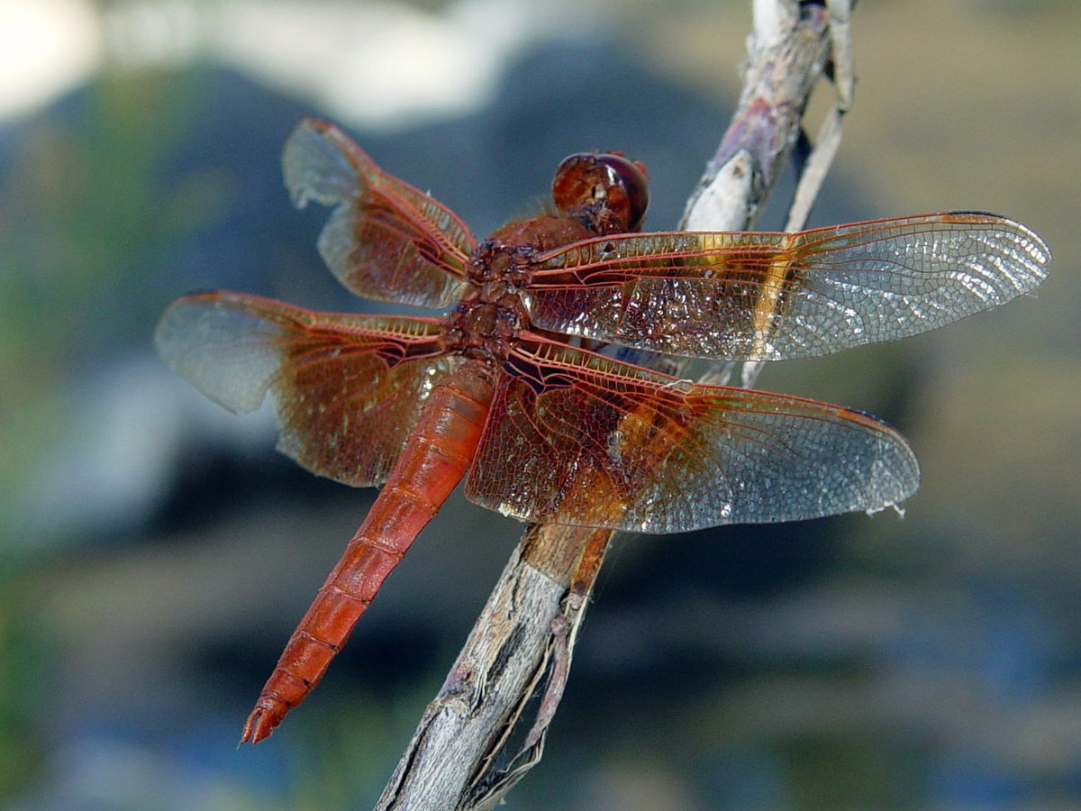 Chuồn chuồn ớt Hoa Kỳ (Libellula saturata) dài 7,6 cm, phổ biến ở Tây Nam Hoa Kỳ. Chúng ưa các ao và suối ấm, thậm chí được ghi nhận ở cả suối nước nóng.